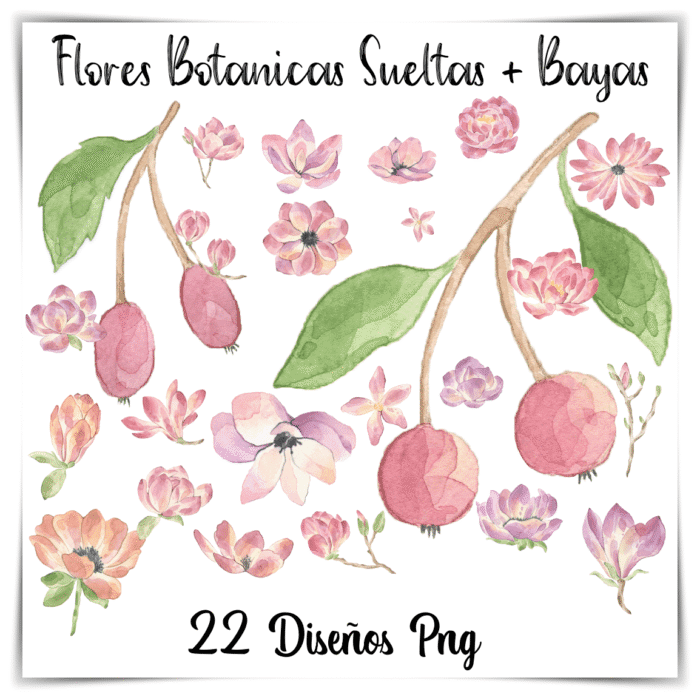 flores botánicas PNG, ilustraciones de bayas, recursos digitales con uso comercial, flores sueltas para diseño, stickers florales PNG
