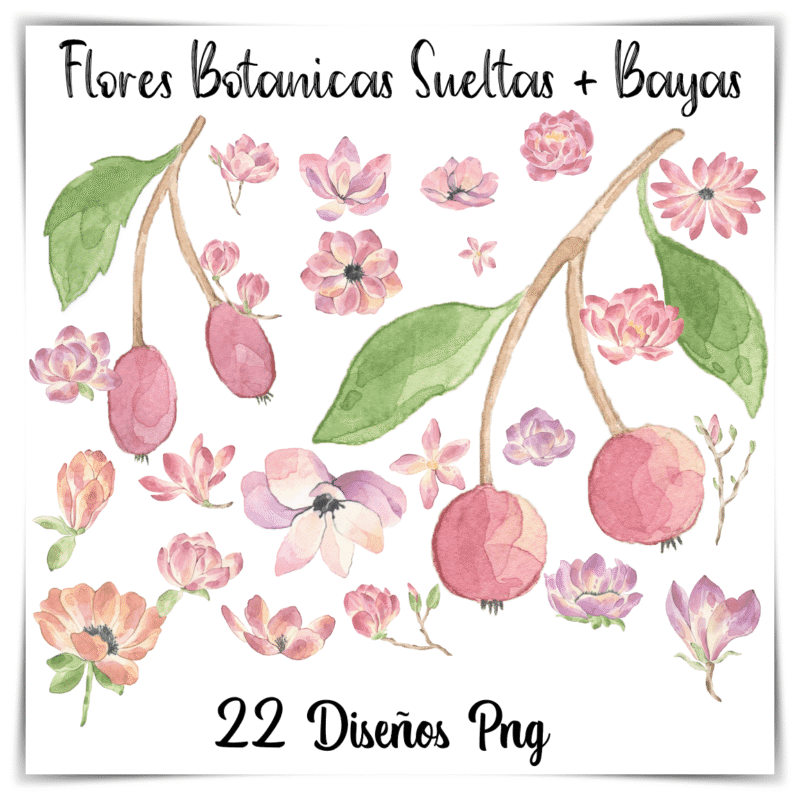 flores botánicas PNG, ilustraciones de bayas, recursos digitales con uso comercial, flores sueltas para diseño, stickers florales PNG